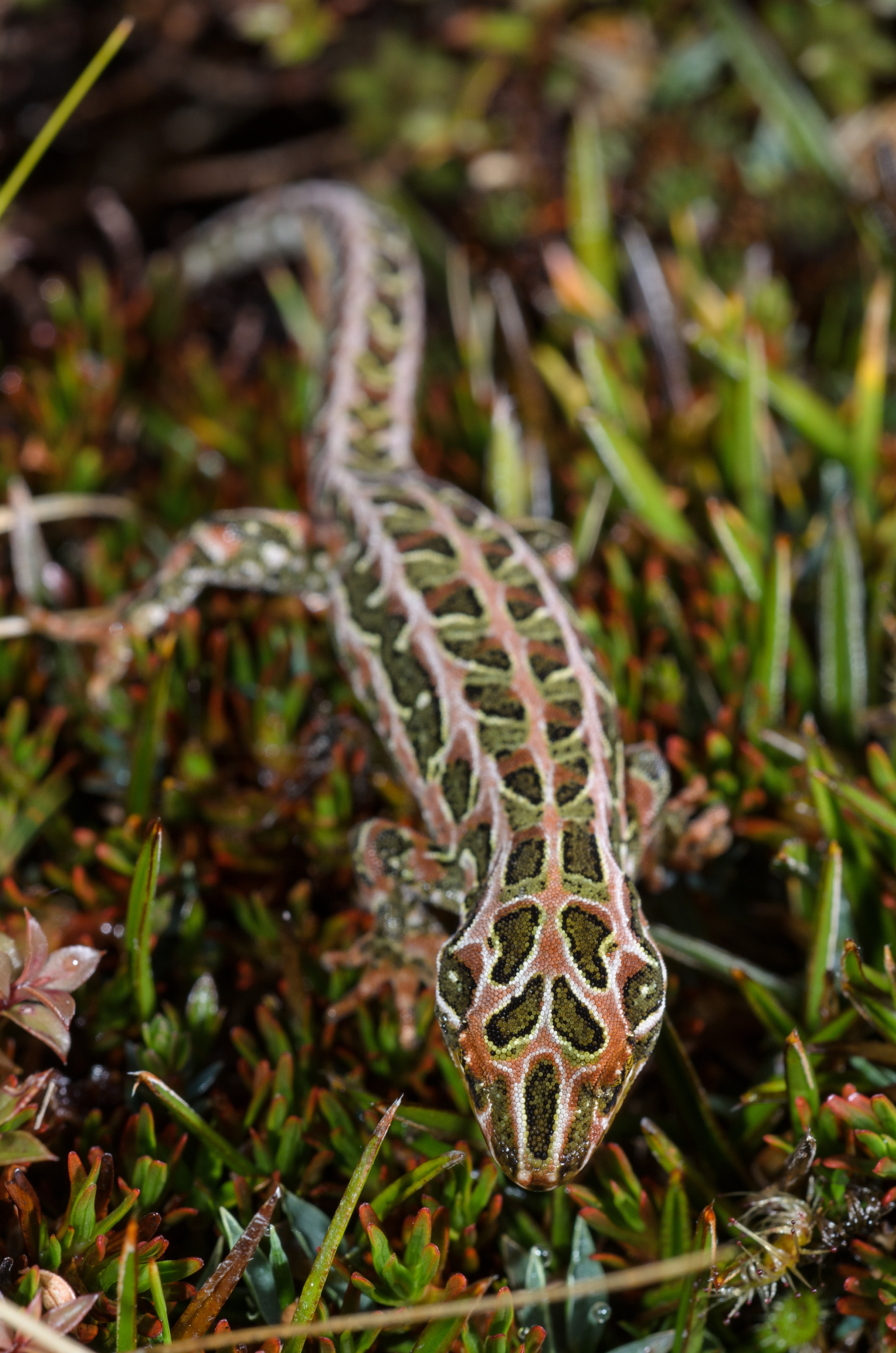 DSC_2910 – Adventure, Crispin, Hoplodactylus, Island, March 2017, National Park, New, New Zealand, Rakiura, South, Stewart, Tukutuku rakiurae, Zealand, amazing, gecko, harlequin gecko, rare, stunning
